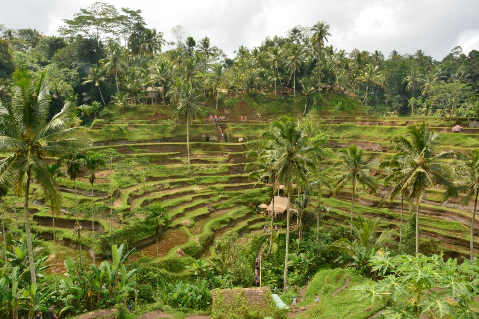 The Tegallalang rice terraces near Ubud, Bali: stepped green paddies, coconut palms and tourists walking the paths between them