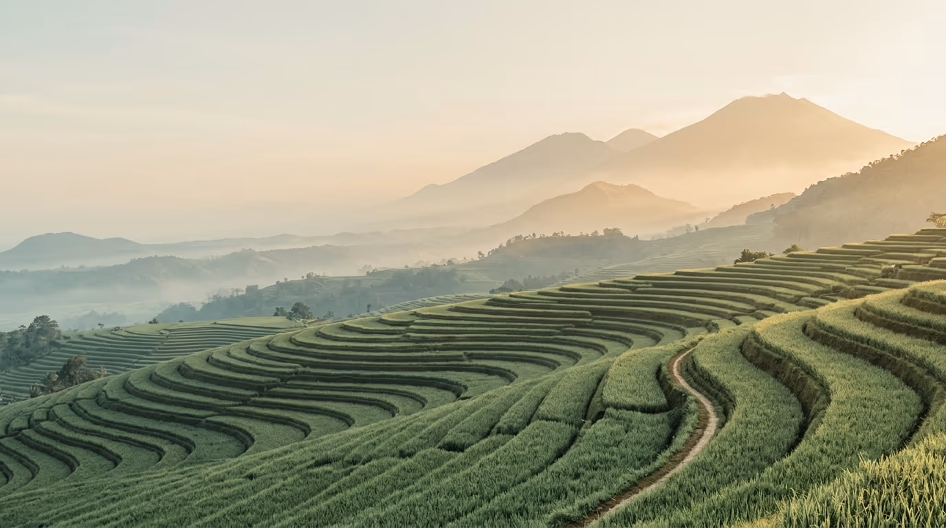 Java rice terraces at dawn